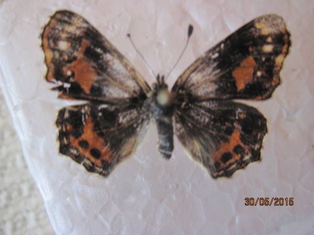 Araschnia levana (Aberrant, Poland) 1 (Internet Image property of respective owner, non-commercial use only)